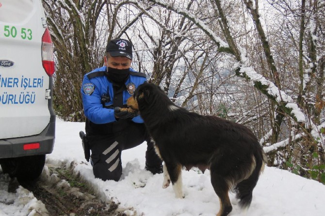 rizede-polis-ekipleri-kar-nedeniyle-yiyecek-bulamayan-sokak-hayvanlarini-unutmadi-(8).jpg