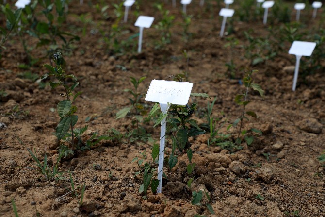 rizede-recep-tayyip-erdogan-universitesi-tarafindan-cay-bitkisinde-gen-havuzu-olusturulmasi-ve-ticari-cesit-adaylarinin-gelistirilmesi-tubitak-1007-projesi-kapsaminda-cay-gen-kaynaklarinin-korunarak-nitel-1.jpg