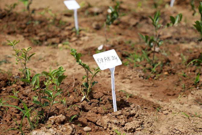 rizede-recep-tayyip-erdogan-universitesi-tarafindan-cay-bitkisinde-gen-havuzu-olusturulmasi-ve-ticari-cesit-adaylarinin-gelistirilmesi-tubitak-1007-projesi-kapsaminda-cay-gen-kaynaklarinin-korunarak-nitel-6.jpg