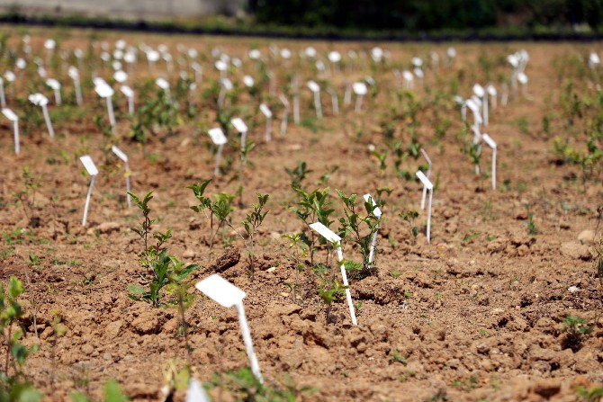 rizede-recep-tayyip-erdogan-universitesi-tarafindan-cay-bitkisinde-gen-havuzu-olusturulmasi-ve-ticari-cesit-adaylarinin-gelistirilmesi-tubitak-1007-projesi-kapsaminda-cay-gen-kaynaklarinin-korunarak-nitel.jpg