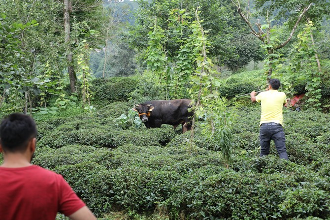 rizede-sahibini-ve-kasabi-yaralayarak-cay-bahcesine-kacan-boga-2-saat-sonra-yakalanabildi-(1).jpg