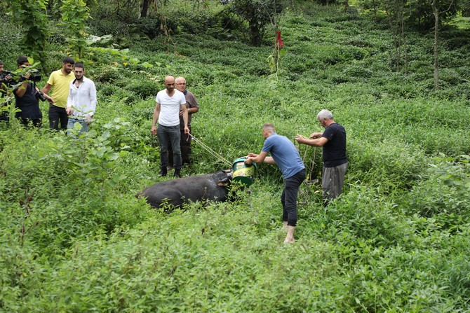 rizede-sahibini-ve-kasabi-yaralayarak-cay-bahcesine-kacan-boga-2-saat-sonra-yakalanabildi-(2).jpg