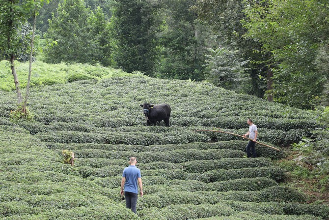 rizede-sahibini-ve-kasabi-yaralayarak-cay-bahcesine-kacan-boga-2-saat-sonra-yakalanabildi-(3).jpg