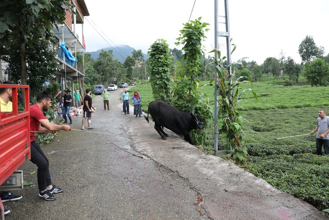 rizede-sahibini-ve-kasabi-yaralayarak-cay-bahcesine-kacan-boga-2-saat-sonra-yakalanabildi-(4).jpg