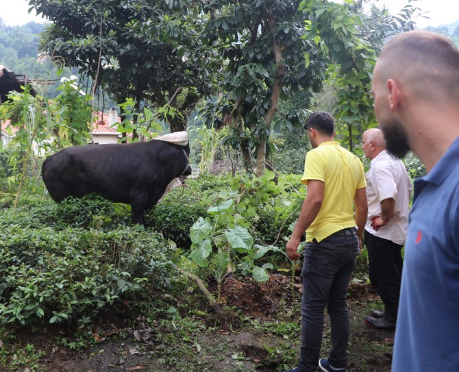 rizede-sahibini-ve-kasabi-yaralayarak-cay-bahcesine-kacan-boga-2-saat-sonra-yakalanabildi-(6).jpg