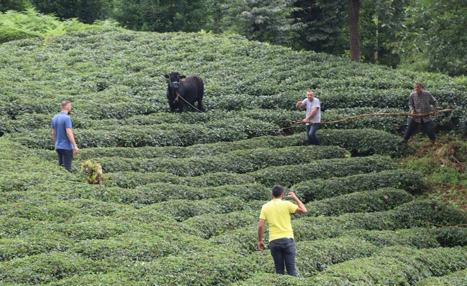 rizede-sahibini-ve-kasabi-yaralayarak-cay-bahcesine-kacan-boga-2-saat-sonra-yakalanabildi-(8).jpg