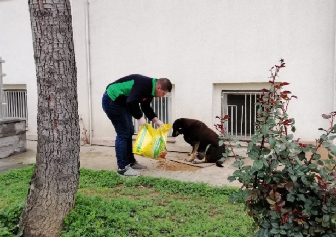 rizede-sokak-hayvanlari-icin-yem-birakildi-(5).jpg