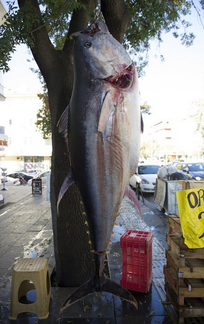 rizede-yakalandi,-ankarada-satisa-sunuldu-tam-391-kilo-(4).jpg