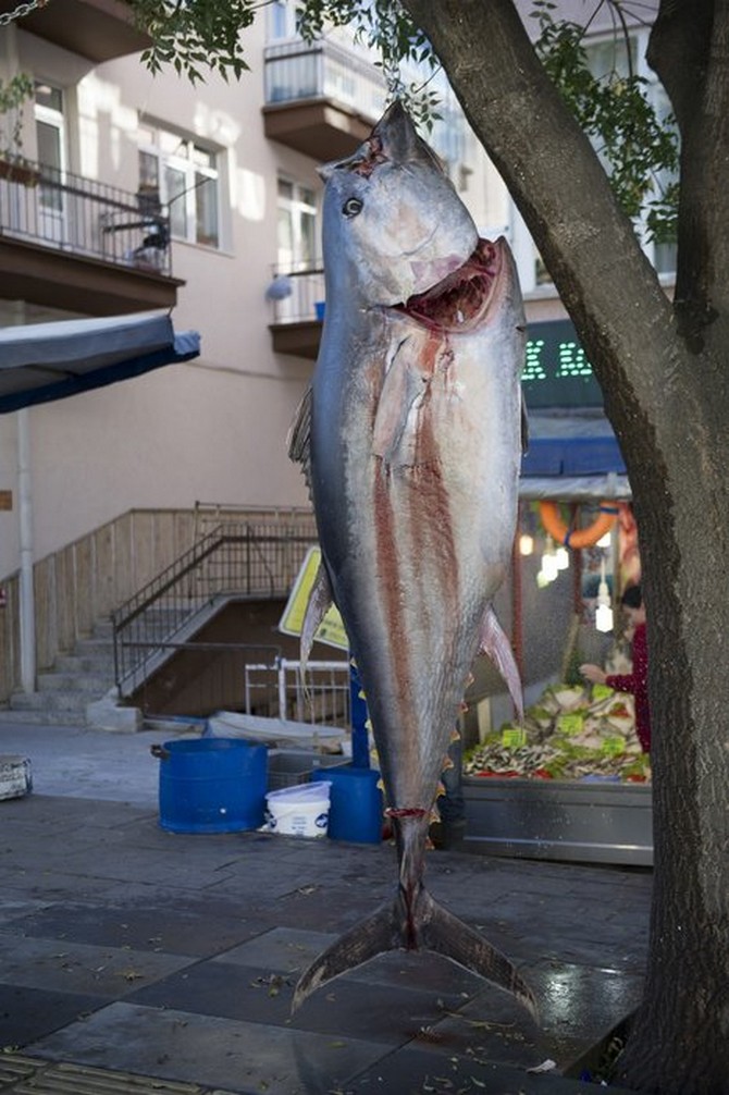 rizede-yakalandi,-ankarada-satisa-sunuldu-tam-391-kilo-(5).jpg