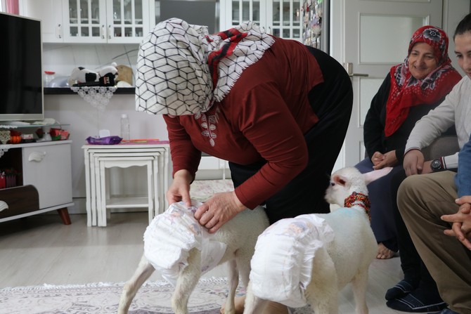 rizede-yasayan-bayraktutan-ailesi-anneleri-olmus-kuzulara-evlerinde-bebek-gibi-bakiyorlar-5.jpg