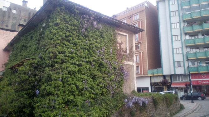 rizedeki-bu-bina-sarmasiklar-arasinda-kayboldu-1.jpg rizedeki-bu-bina-sarmasiklar-arasinda-kayboldu-1.jpg