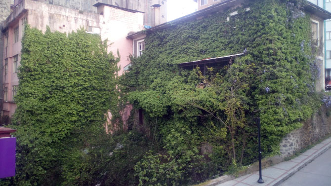 rizedeki-bu-bina-sarmasiklar-arasinda-kayboldu-3.jpg rizedeki-bu-bina-sarmasiklar-arasinda-kayboldu-3.jpg