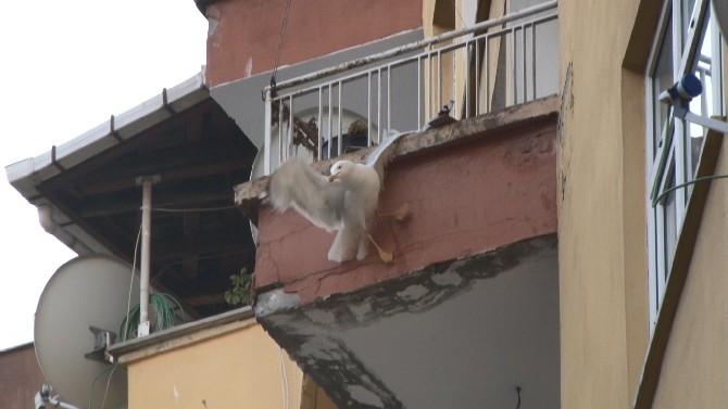 rizeli-genc-kadin-kanadi-balkondaki-saksi-ile-demir-korkuluk-arasina-sikisan-martiyi-kivrak-zekasi-ile-kurtardi-(3).jpg