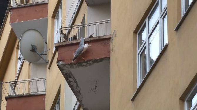 rizeli-genc-kadin-kanadi-balkondaki-saksi-ile-demir-korkuluk-arasina-sikisan-martiyi-kivrak-zekasi-ile-kurtardi-(4).jpg