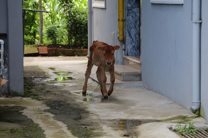 rizeli-vatandas-buzagini-5inci-kattaki-evinde-besliyor-5.jpg
