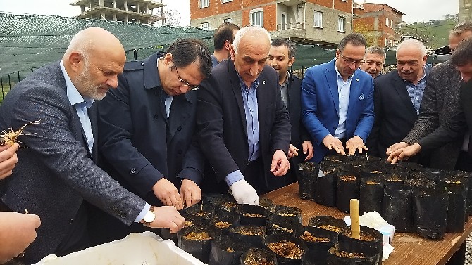 rizenin-ardesen-ilcesinde-ziraat-odasi-tarafindan-duzenlenen-etkinlikte-ormanlarda-yuzde-80i-kuruyan-kestane-agaclarinin-yenilenmesi-icin-yuzlerce-kestane-agaci-tohumu-toprakla-bulustu-3.jpg