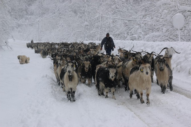 rizenin-camlihemsin-ilcesinde-soguk-hava-ve-kar-yagisi-yasami-olumsuz-etkiliyor.-hayvancilikla-ugrasan-bazi-yaylacilar-da-karin-bastirmasinin-ardindan-hayvanlari-ile-asagi-kesimlere-inmeye-basladi-(1).jpg