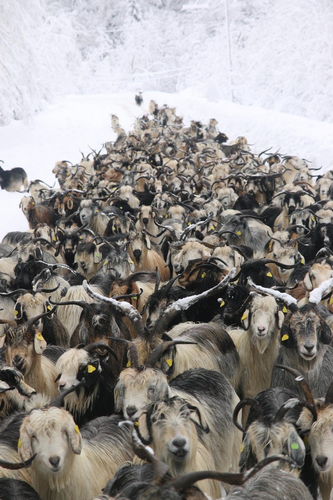 rizenin-camlihemsin-ilcesinde-soguk-hava-ve-kar-yagisi-yasami-olumsuz-etkiliyor.-hayvancilikla-ugrasan-bazi-yaylacilar-da-karin-bastirmasinin-ardindan-hayvanlari-ile-asagi-kesimlere-inmeye-basladi-(2).jpg