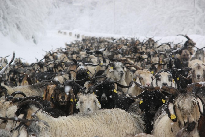 rizenin-camlihemsin-ilcesinde-soguk-hava-ve-kar-yagisi-yasami-olumsuz-etkiliyor.-hayvancilikla-ugrasan-bazi-yaylacilar-da-karin-bastirmasinin-ardindan-hayvanlari-ile-asagi-kesimlere-inmeye-basladi-(3).jpg