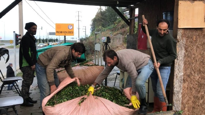 rizenin-pazar-ilcesinde-ozel-sektorun-cay-alimi-devam-ediyor-1.jpg