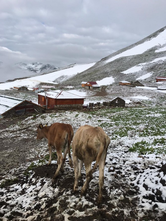 rizenin-yuksek-rakimli-yaylasi-haziranda-yagan-karla-kismen-beyaza-burundu-1.jpg