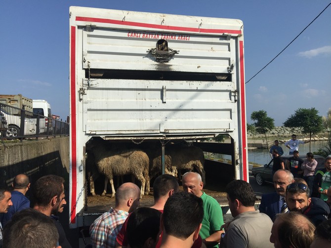 sedat-peker,-rize’ye-3-tir-dolusu-kurban-gonderdi-(1).jpg