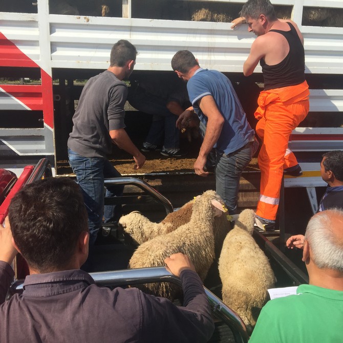 sedat-peker,-rize’ye-3-tir-dolusu-kurban-gonderdi-(6).jpg