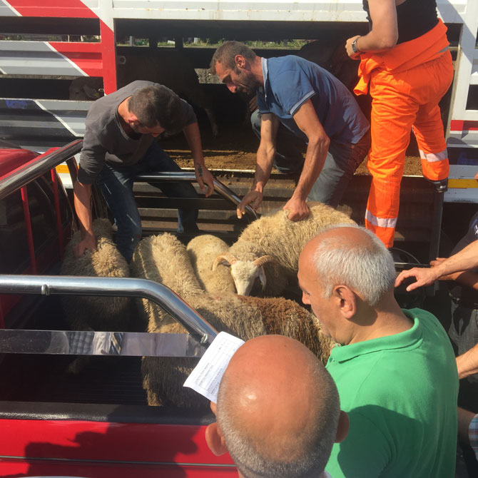 sedat-peker,-rize’ye-3-tir-dolusu-kurban-gonderdi.jpg