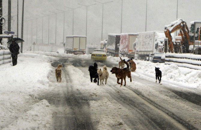 sokak-hayvanlari-karda-yiyecek-aradi.jpg sokak-hayvanlari-karda-yiyecek-aradi.jpg