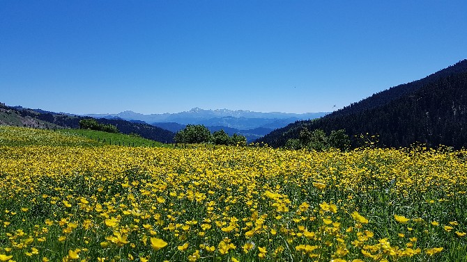 ters-laleler-artvinin-yuksek-yaylarini-susluyor-(7).jpg