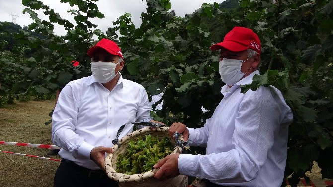 trabzon’da-findik-hasadina-baslandi-(2).jpg