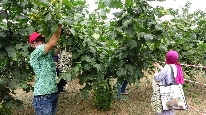 trabzon’da-findik-hasadina-baslandi-(6).jpg