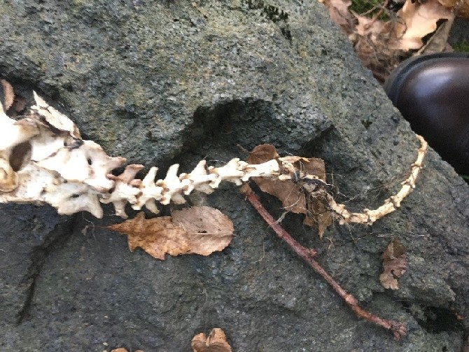 trabzonda-su-samuru-iskeleti-bulundu-(3).jpg