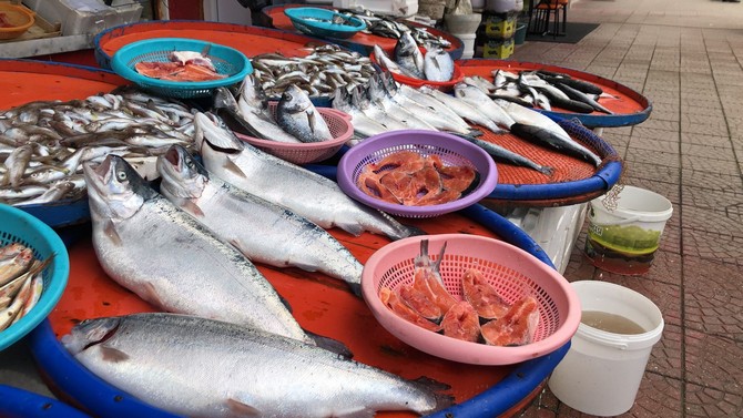 trabzonun-arsin-ilcesi-aciklarindaki-somon-kafeslerinin-yirtilmasiyla-denize-sacilan-somonlar-balikcilar-tarafindan-tutulurken-rizede-yari-fiyatina-satiliyor-1.jpg