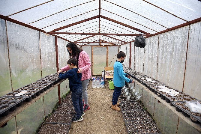 trabzonun-surmene-ilcesindeki-bir-ilkokulda-arka-bahcede-hayat-var-adli-proje-baslatan-sinif-ogretmeni-pinar-binan-topladigi-ata-tohumlarini-okul-bahcesi-ve-serasinda-dikerek-ogrencileriyle-sebze-ve-meyve-4.jpg
