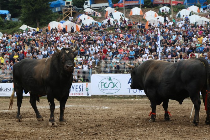 turkiye-boga-guresleri-sampiyonasi-kafkasor-yaylasinda-tamamlandi-(5).jpg