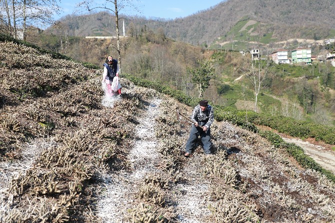 turkiyede-cay-tariminin-yuzde-65inin-gerceklestirildigi-rizede-ureticiler-dogru-gubreleme-konusunda-bilgilendiriliyor-1.jpg