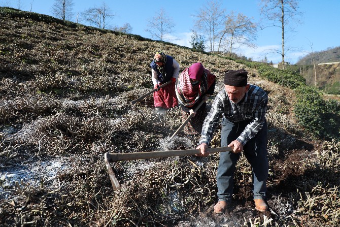 turkiyede-cay-tariminin-yuzde-65inin-gerceklestirildigi-rizede-ureticiler-dogru-gubreleme-konusunda-bilgilendiriliyor-3.jpg