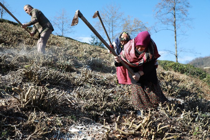 turkiyede-cay-tariminin-yuzde-65inin-gerceklestirildigi-rizede-ureticiler-dogru-gubreleme-konusunda-bilgilendiriliyor-4.jpg