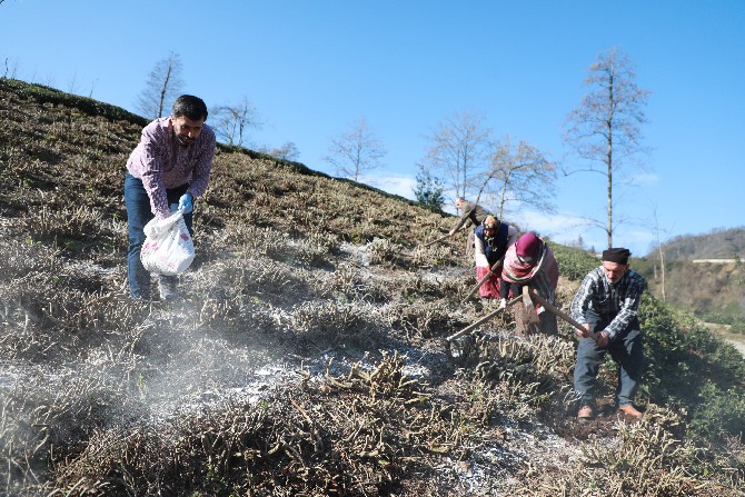 turkiyede-cay-tariminin-yuzde-65inin-gerceklestirildigi-rizede-ureticiler-dogru-gubreleme-konusunda-bilgilendiriliyor-6.jpg