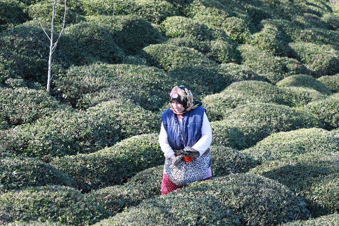 turkiyede-cay-tariminin-yuzde-65inin-gerceklestirildigi-rizede-ureticiler-dogru-gubreleme-konusunda-bilgilendiriliyor-9.jpg
