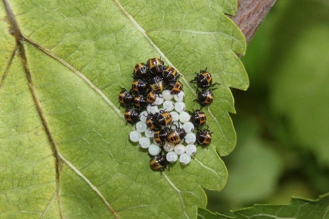 vampir-kelebek-adiyla-bilinen-ricania-simulans-ile-istilaci-bocek-olarak-bilinen-halyomorpha-halys-tehlikesi-buyuyor.-artvin’de-tarim-arazilerinin-ardindan-orman-agaclarina-yoneldi-(2).jpg