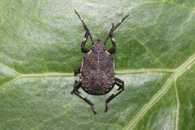 vampir-kelebek-adiyla-bilinen-ricania-simulans-ile-istilaci-bocek-olarak-bilinen-halyomorpha-halys-tehlikesi-buyuyor.-artvin’de-tarim-arazilerinin-ardindan-orman-agaclarina-yoneldi-(3).jpg