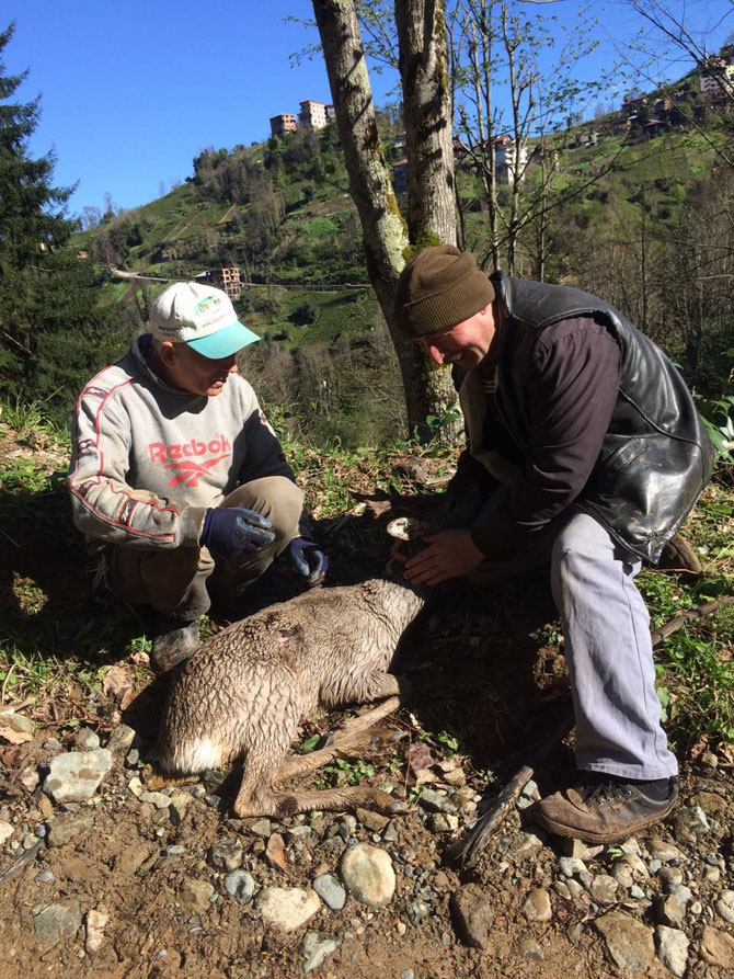 yarali-karacaya-koyluler-sahip-cikti-53.jpg yarali-karacaya-koyluler-sahip-cikti-53.jpg