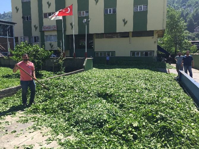 yilmaz-katmer-pekmezli-cay-fabrikasi-rize-(3).jpg