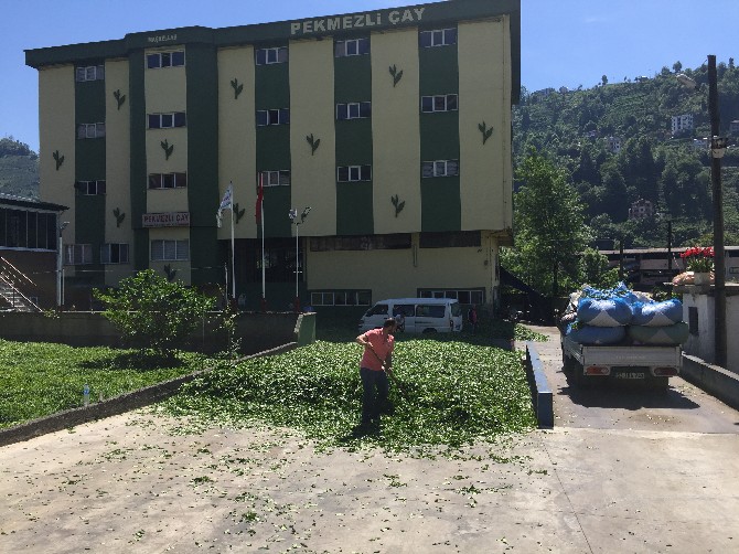 yilmaz-katmer-pekmezli-cay-fabrikasi-rize-(5).jpg
