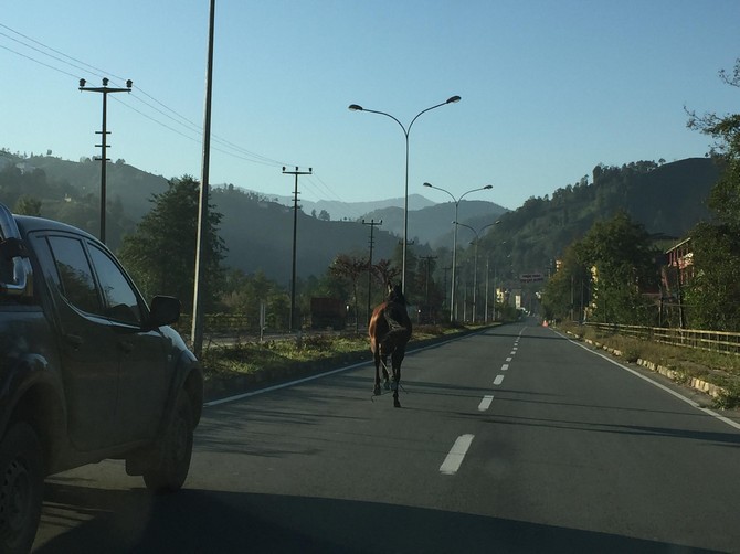 yola-cikan-sahipsiz-at-suruculere-zor-anlar-yasatti-(2).jpg